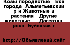 Козы породистые - Все города, Альметьевский р-н Животные и растения » Другие животные   . Дагестан респ.,Буйнакск г.